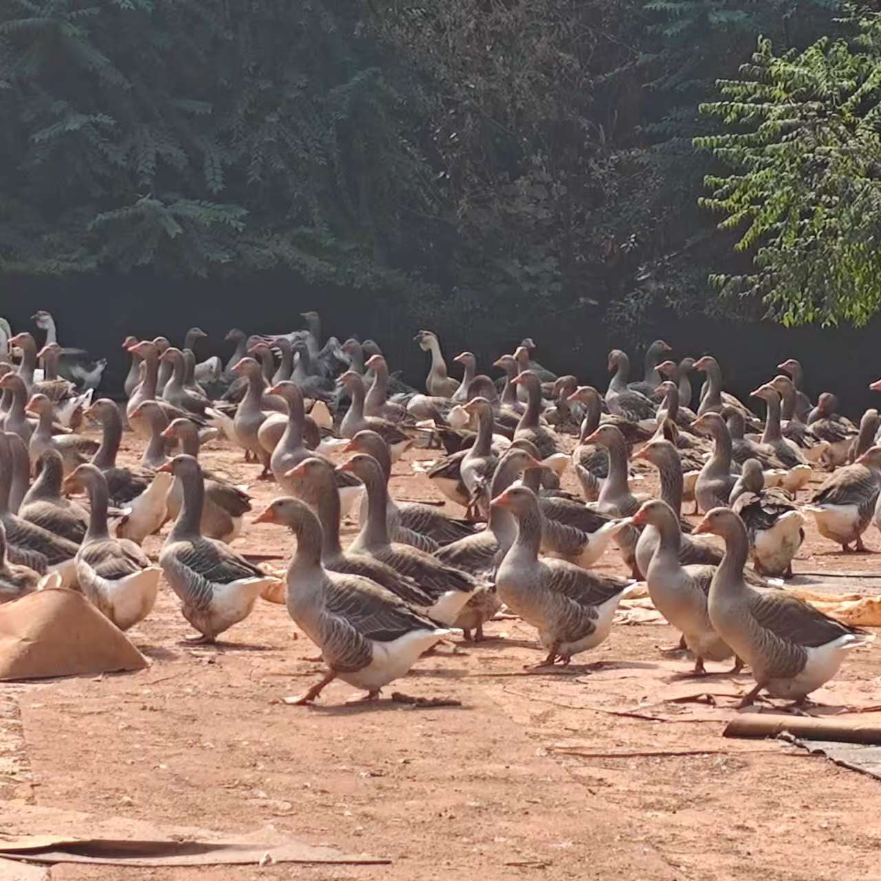 1斤多朗德鹅雁鹅红嘴大雁鹅 现杀吃肉 质保两天京东包邮