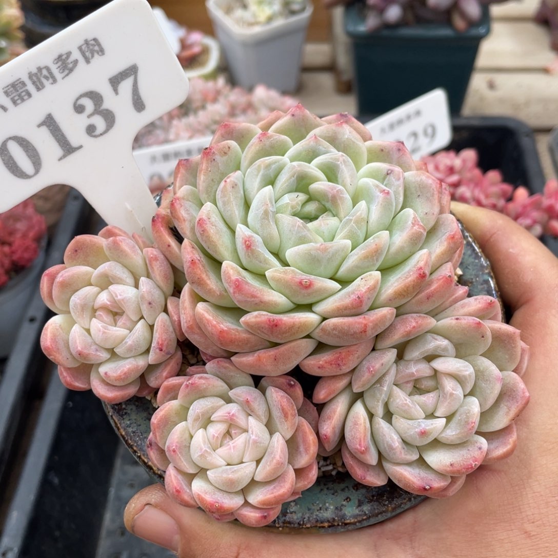 0137不认识不带盆12厘米