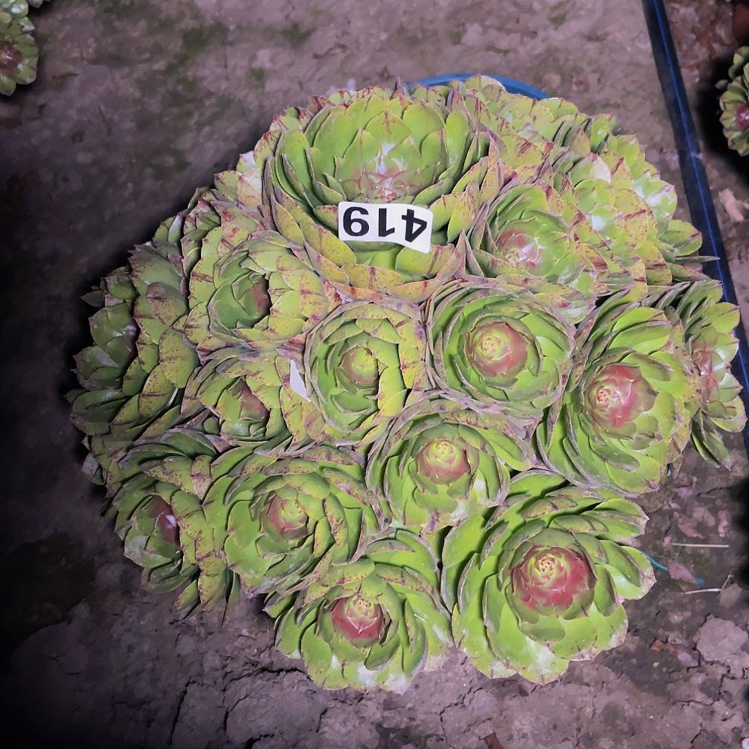 万圣节拉丝14-27包邮法师