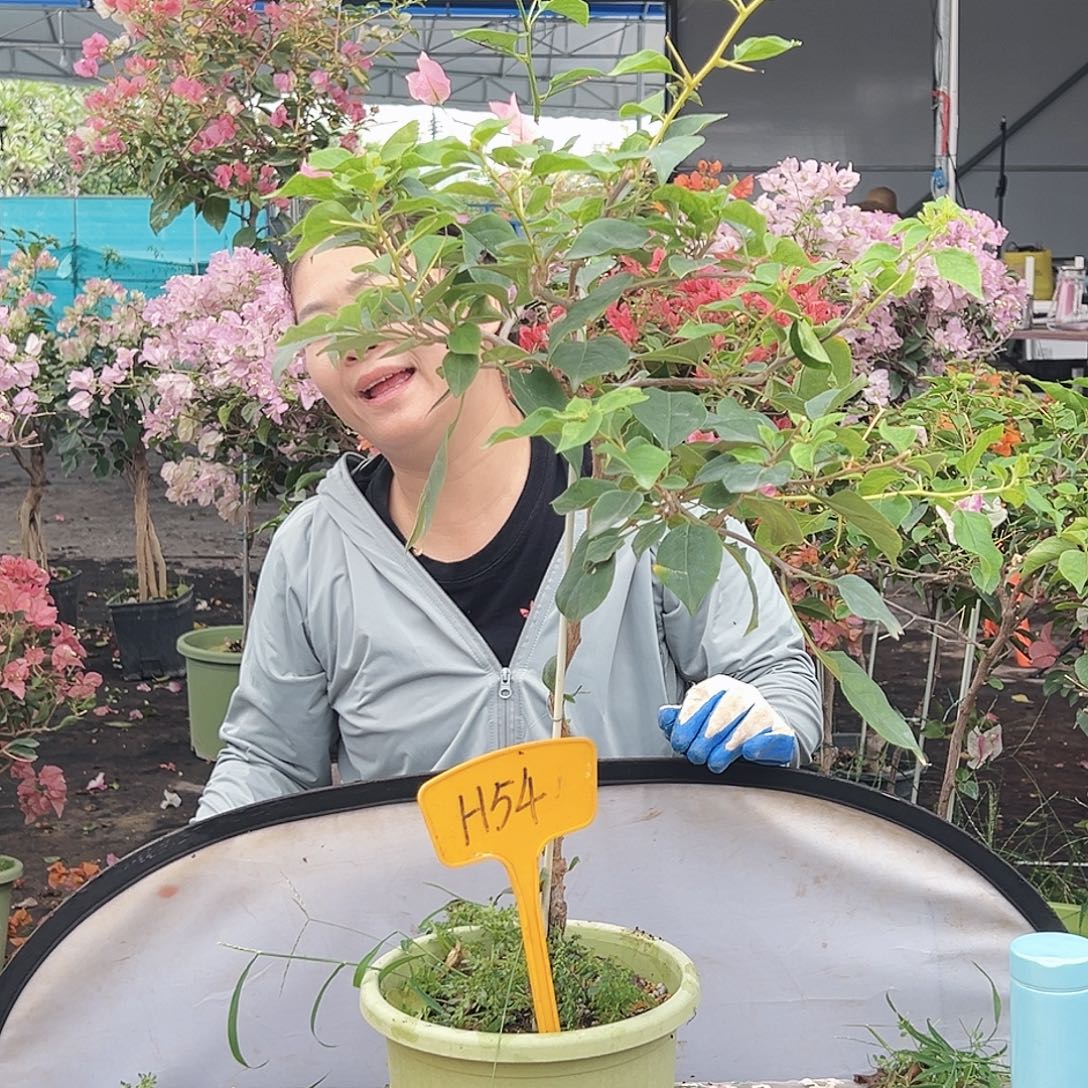 大部分花苞少量开放H54暗斑丽人