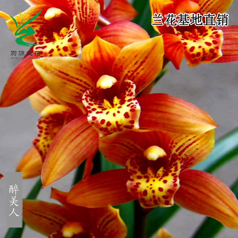 翁源兰花苗大花蕙兰醉美人开花浓香型好养室内绿植花卉盆栽