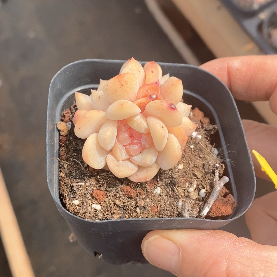 精品多肉一物一拍不包整32