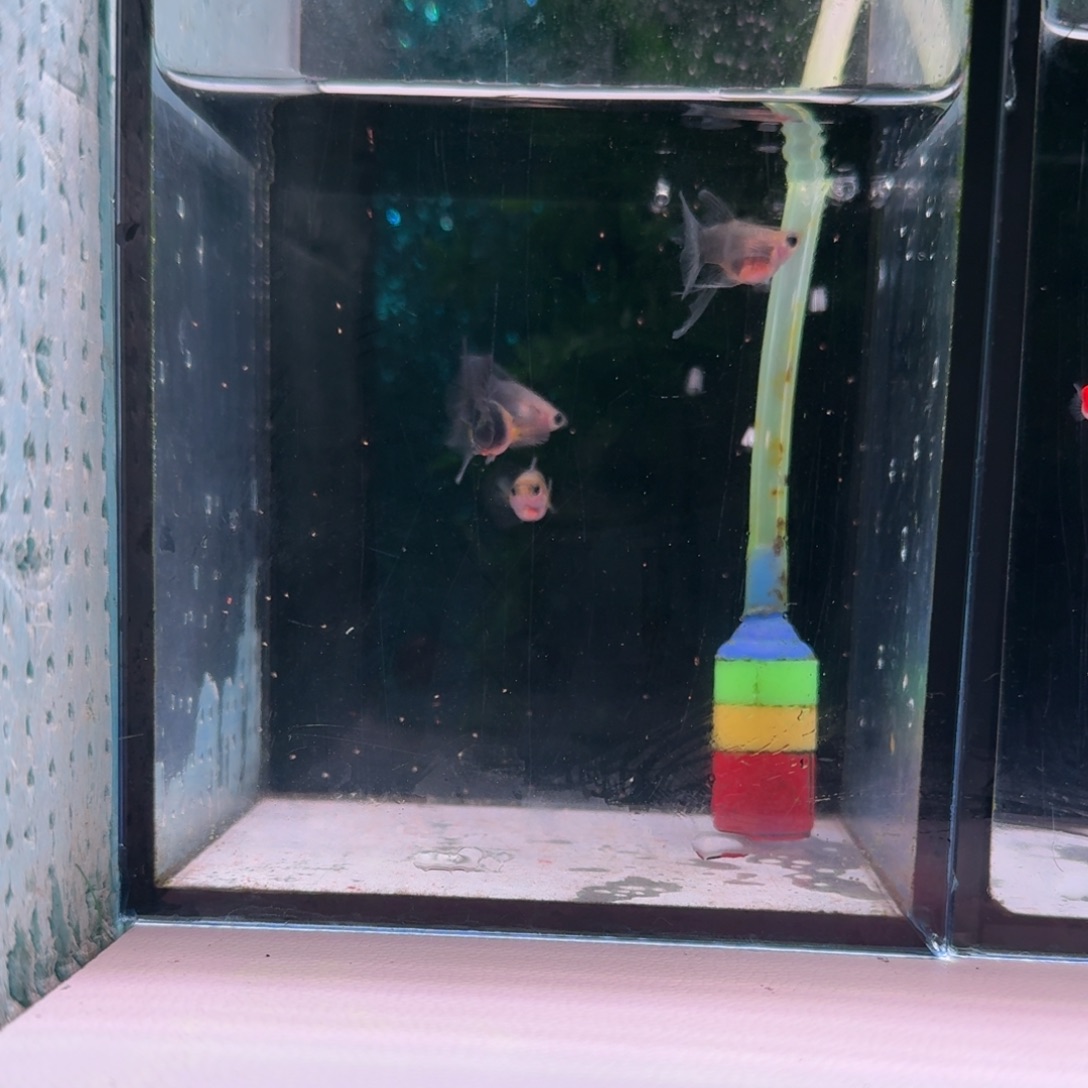 孔雀鱼蓝礼服玻璃球C2对