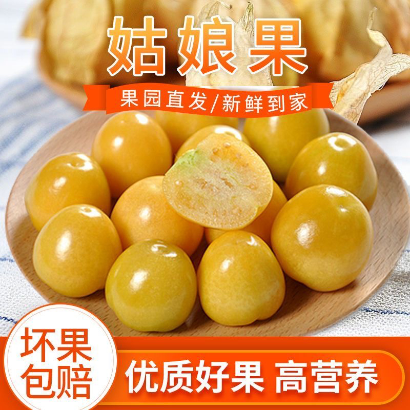 现摘现发东北新鲜姑娘果灯笼果薄皮甜黄菇娘果水果产地直发