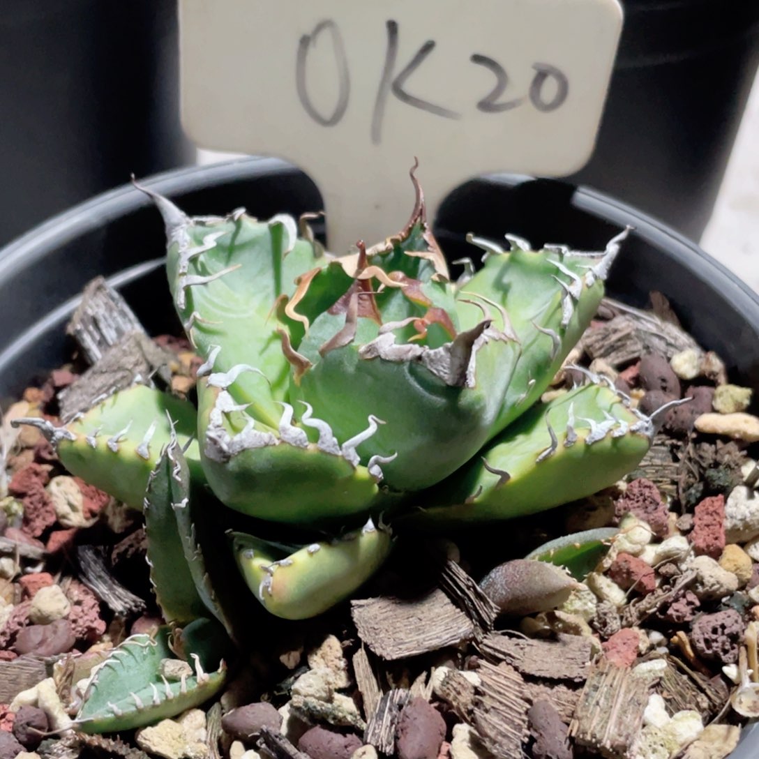 魔丸，福利123456