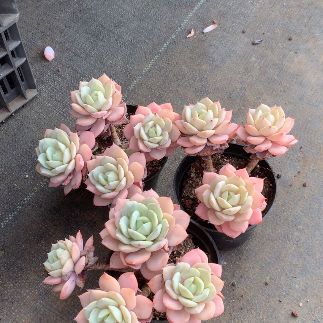 兰***你就不要在和她们在