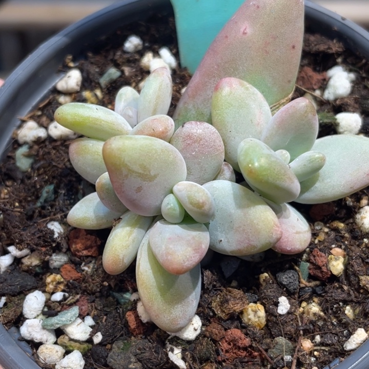 香蕉五头630号的多肉吧