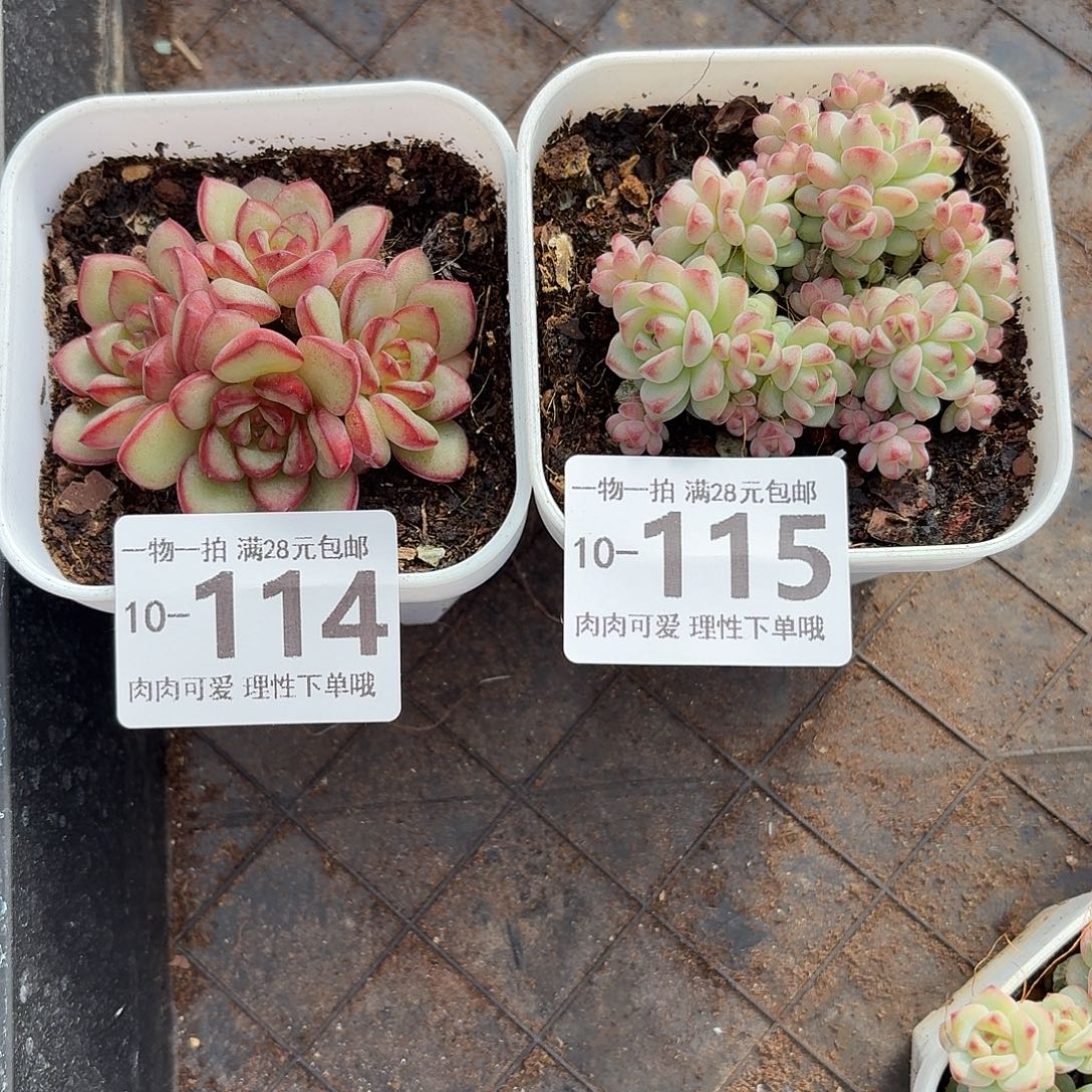 棒***）焦糖精灵无盆土发货