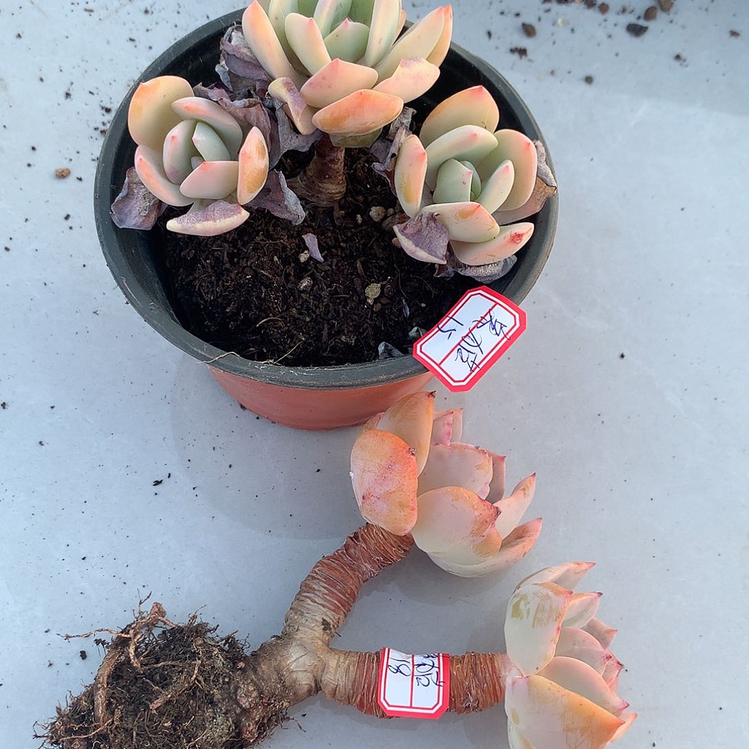 白凤多肉植物两颗