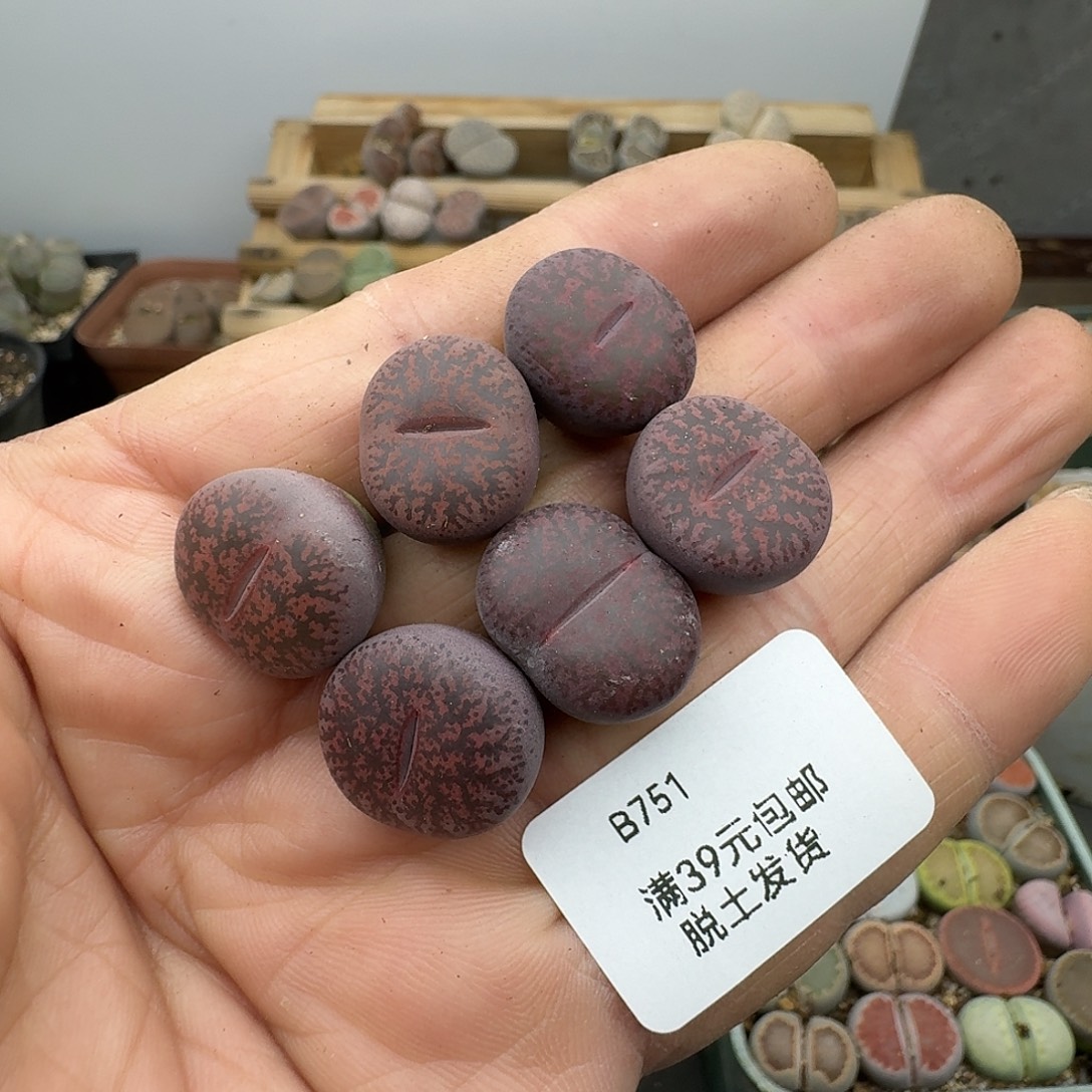 751多肉哈哈哈哈哈哈哈