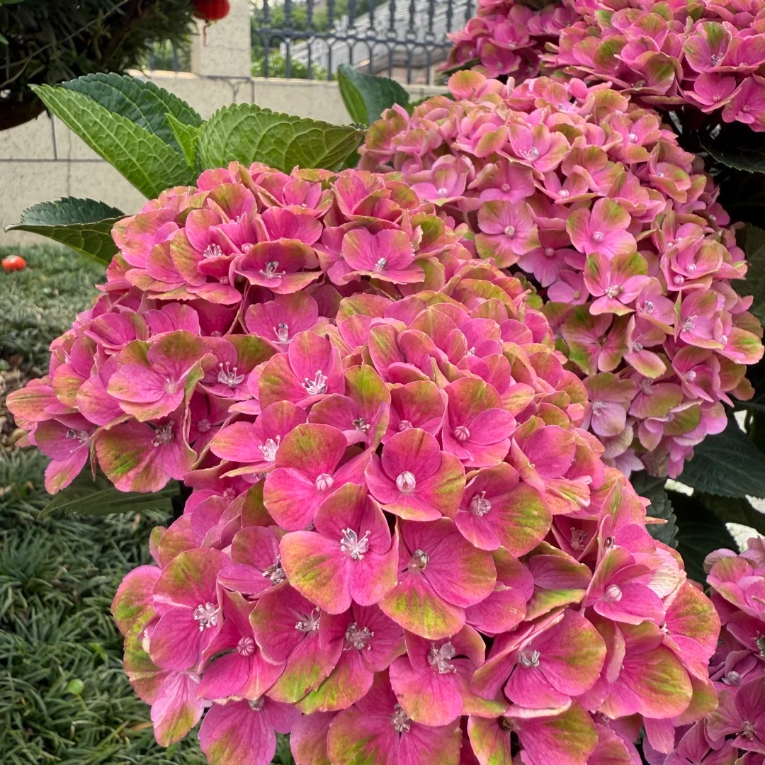 魔幻夏洛特绣球鲜花重瓣带花苞发货多季节开花耐热耐寒多年生花卉
