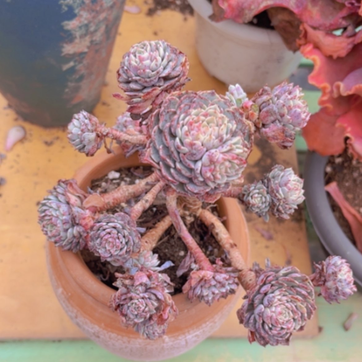 【闪购商品】纸风车04118