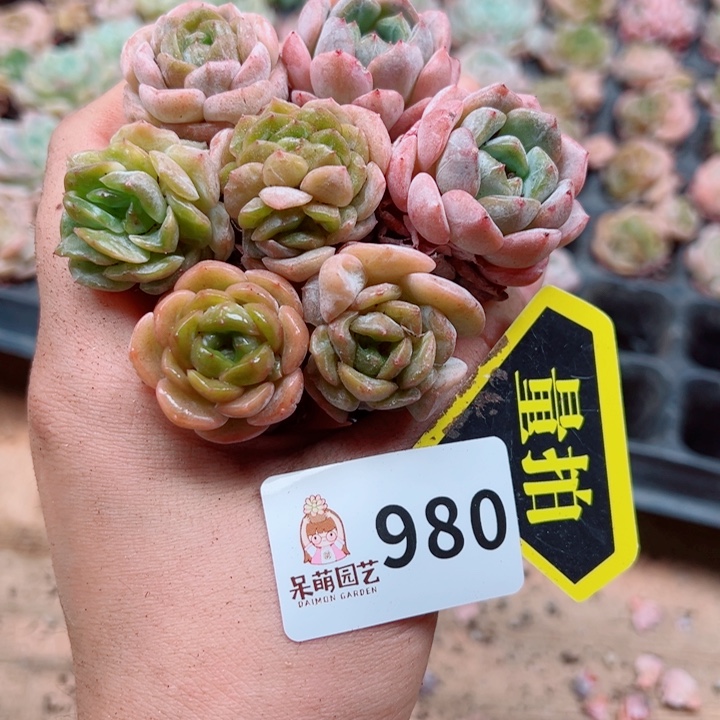 多肉植物多肉植物