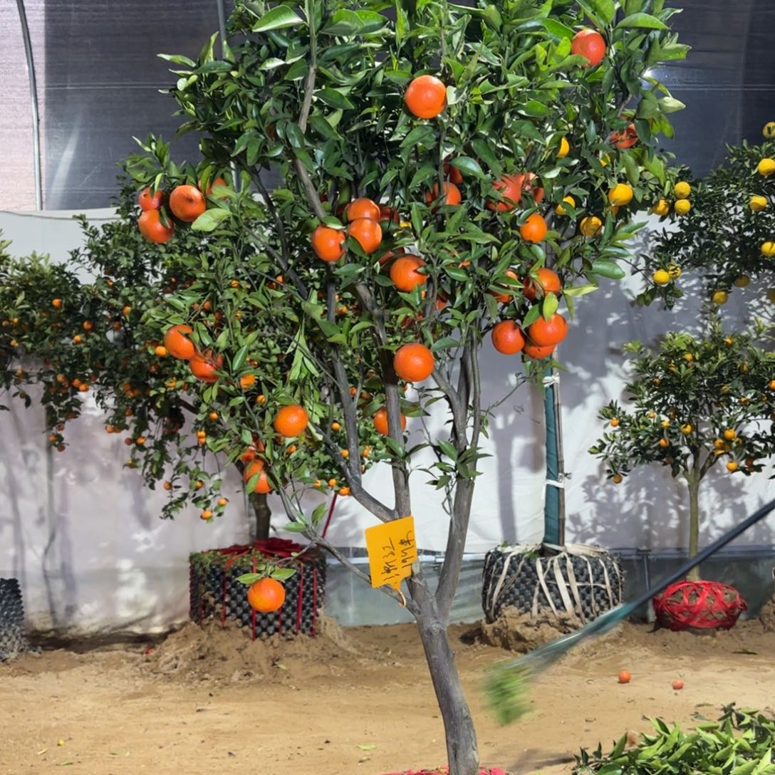 才***哥完全开放美国糖桔东方红桔