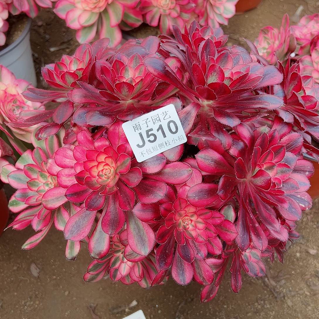 510香奈儿尺寸25左右