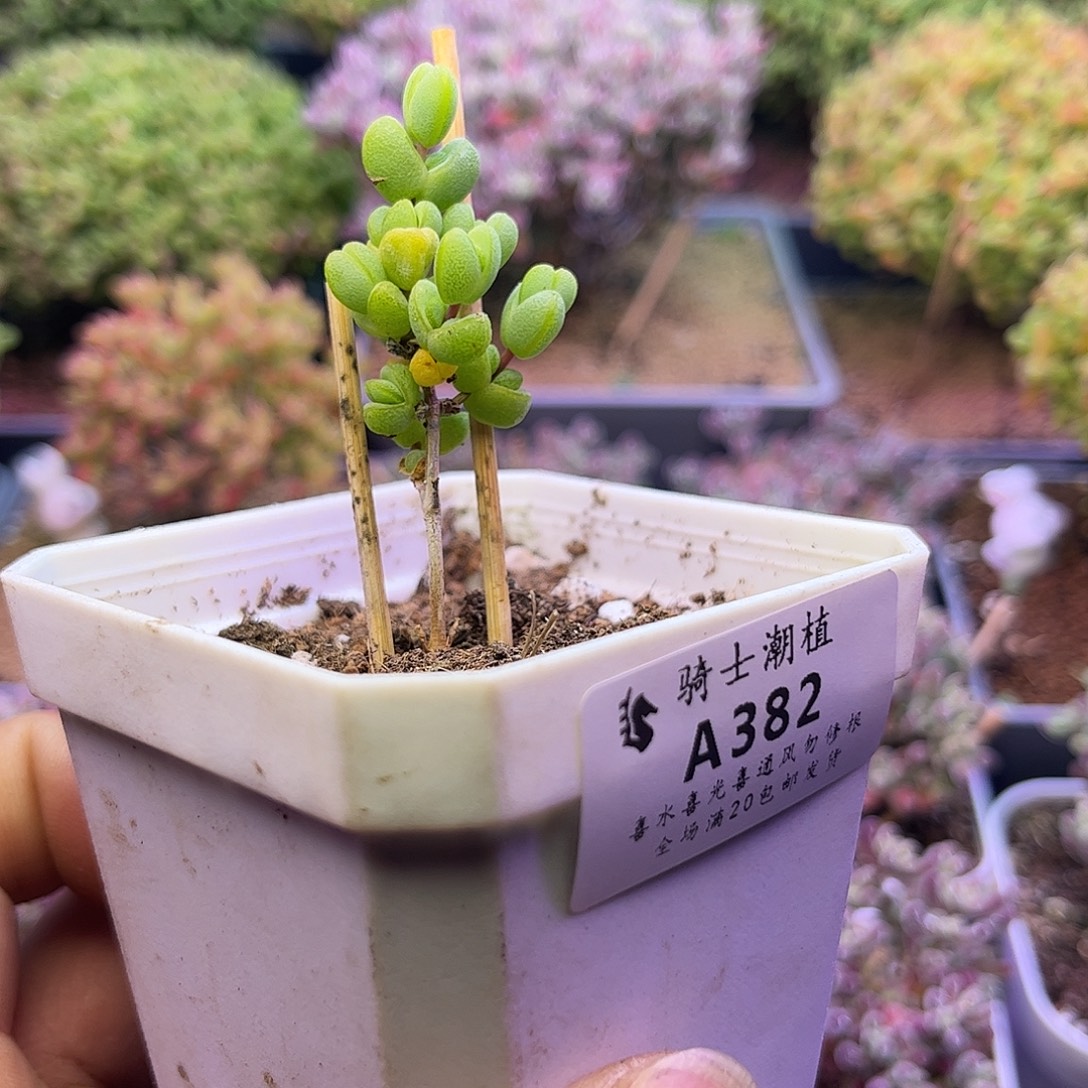 6***ᐝ382元宝多肉植物多肉