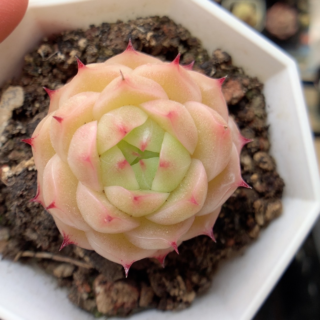 G24 ，20包邮两天凑单偏远不发货