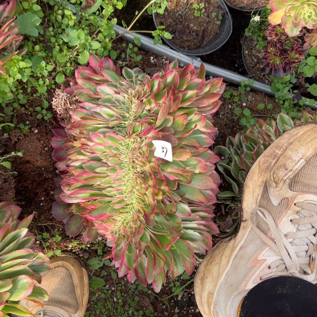 57孔雀翎缀多肉系