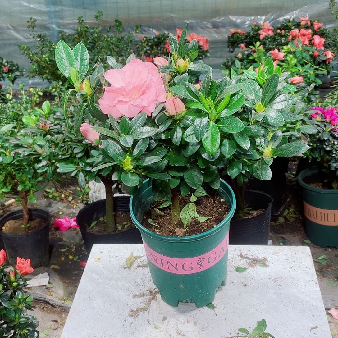 柯***堂完全开放桃梅锦大颗