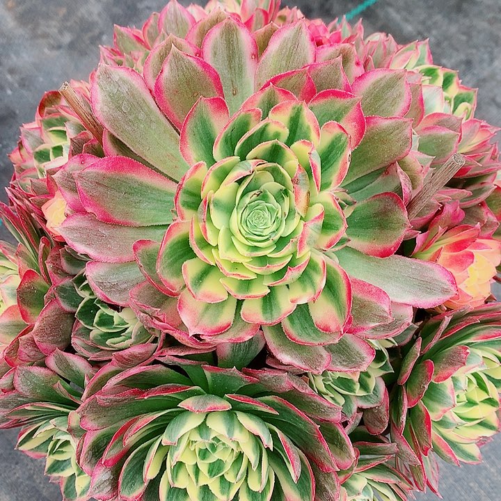 海王法师多肉植物图片