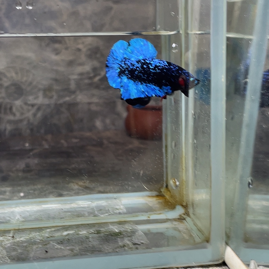 斗鱼育平斗鱼泰国斗鱼