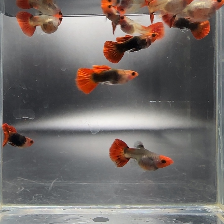 孔雀鱼深海蓝球体玻璃猫5对