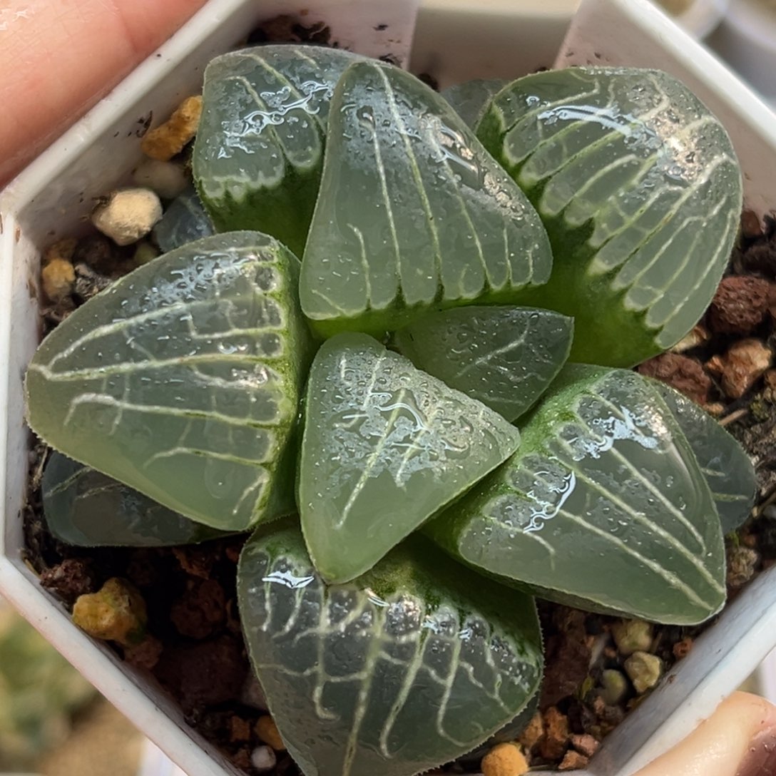 15粉色甜心福利专场