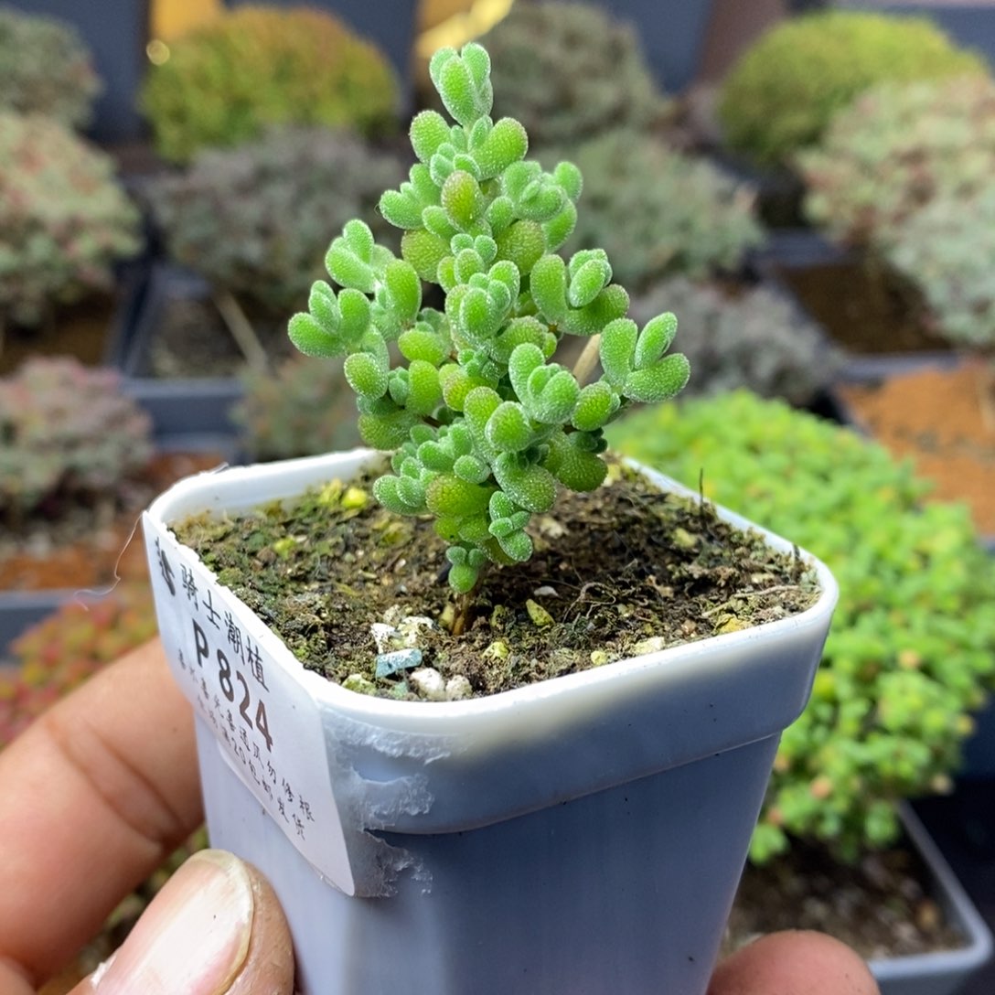 824莱斯枝干番杏