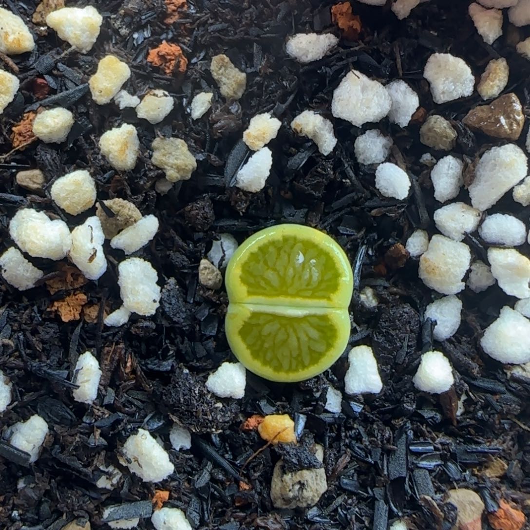 绿菊生石花大棚直播30包邮