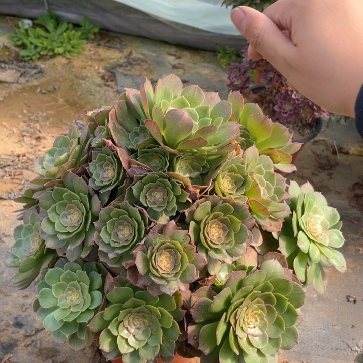 423万法师多肉断枝不售后