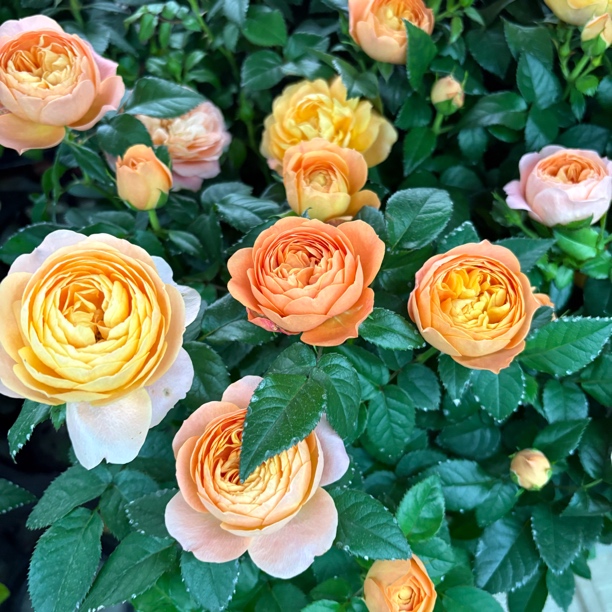 果汁阳台玫瑰到手一盆路途中底部可能会出现黄叶鲜花花卉