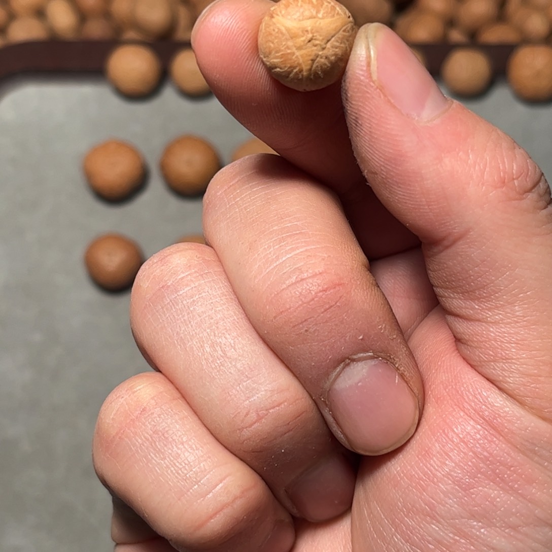 桃核吊坠14mm龙眼，开孔不退，偏远不包