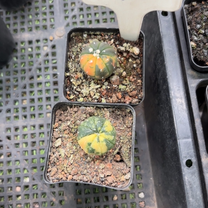 9933 二个实生好养皮实好