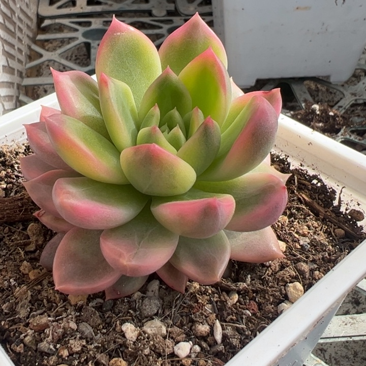 小****黄昏锦一物一拍锦龙