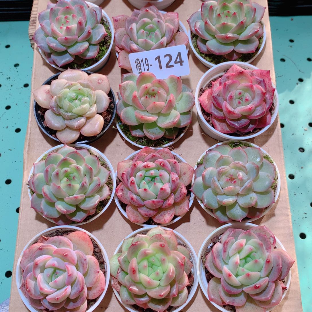 19-124一物一拍多肉带盆18颗