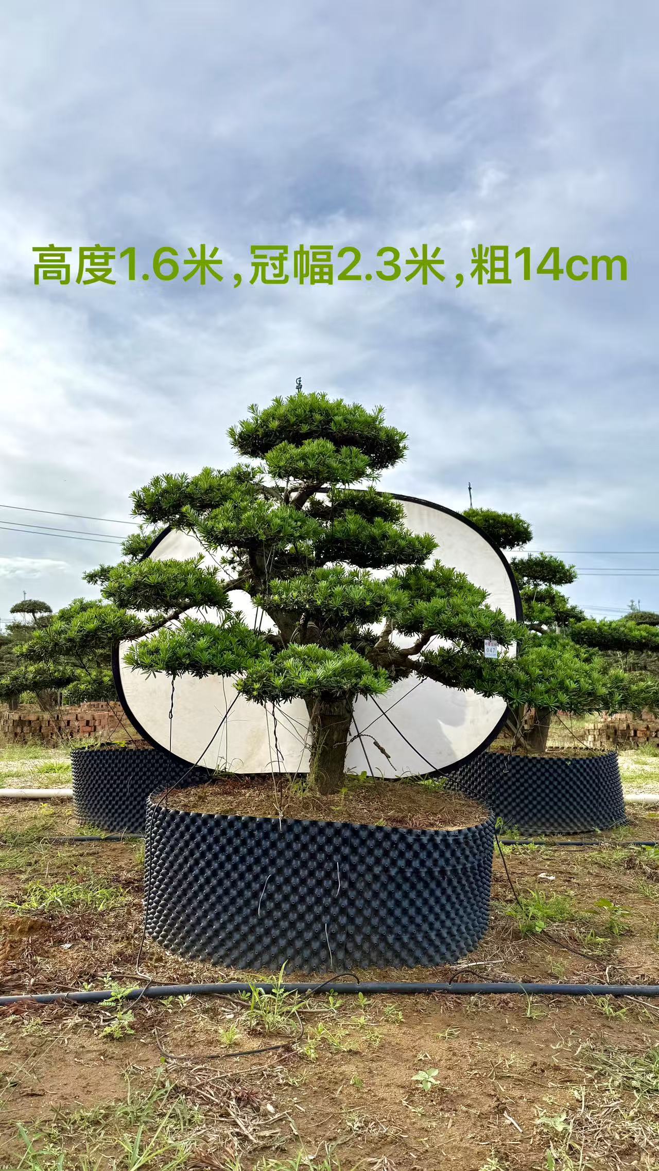 罗汉松造型树庭院绿化盆景适合室内外种植