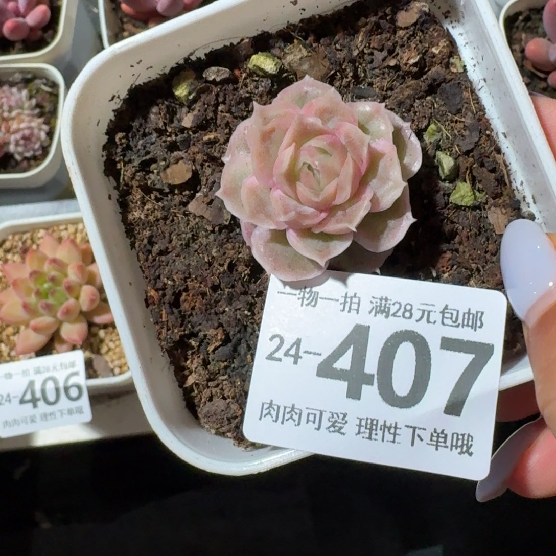 水晶虾饺无盆土发货无