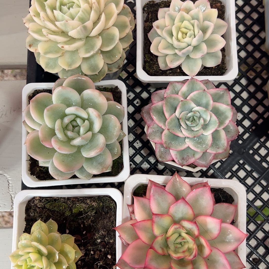 新手养肉套餐福利