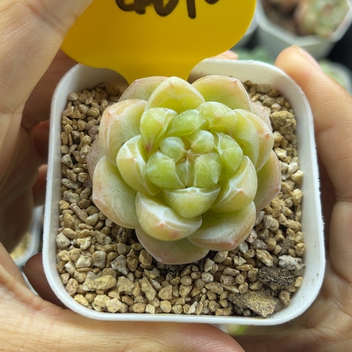 油透暗纹珍妮单头4090