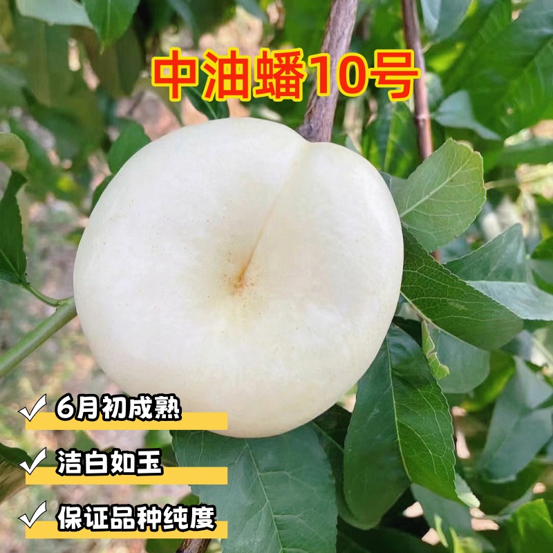 奶油蟠10号蟠桃苗  中油蟠8号油蟠苗新品种桃树苗批发基地