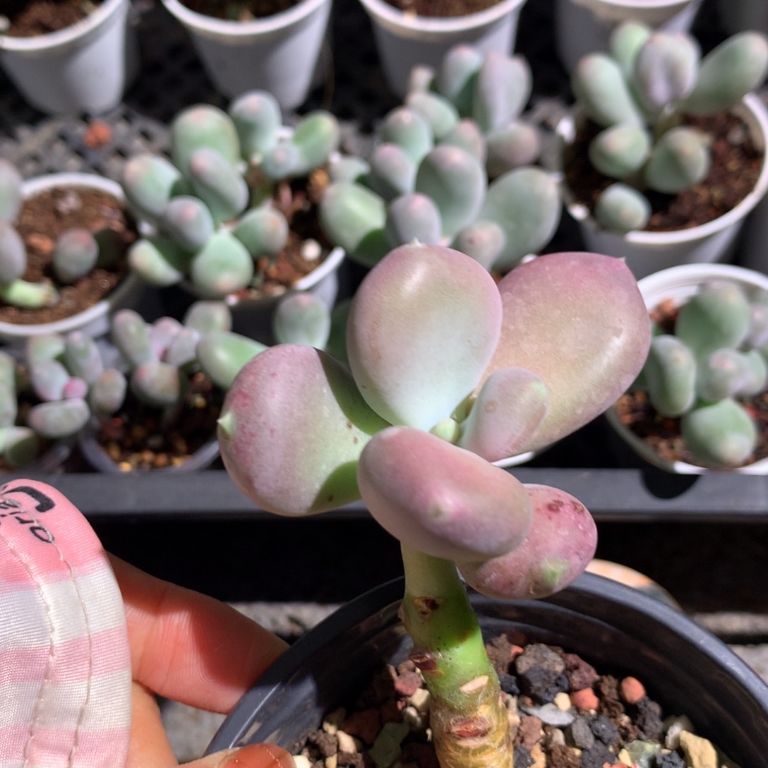 屁桃，不售后，不满28发叶片一片，到付