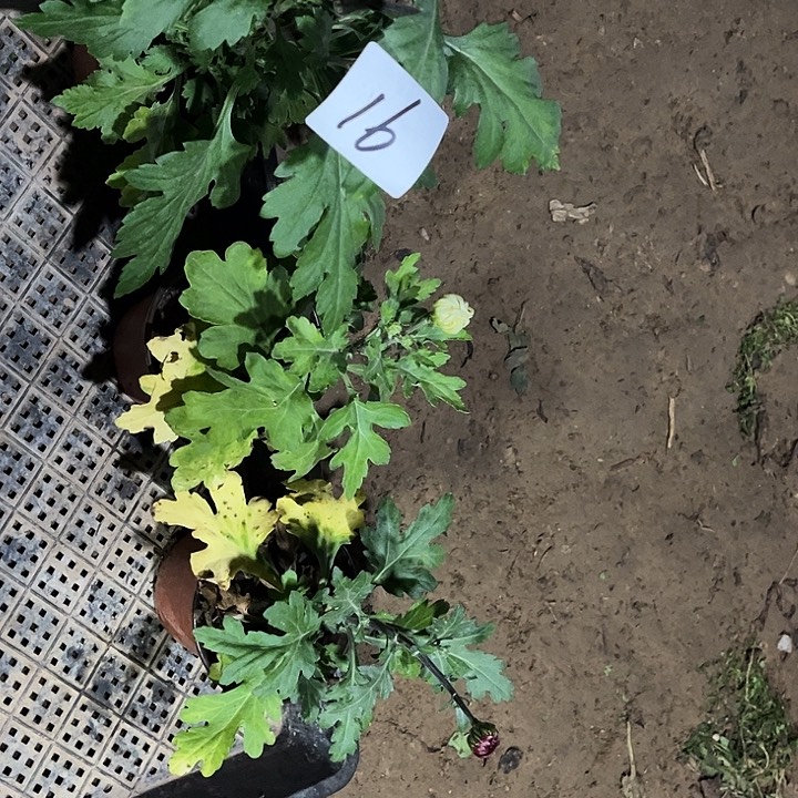 完全开放土球发货不包损一物一拍16