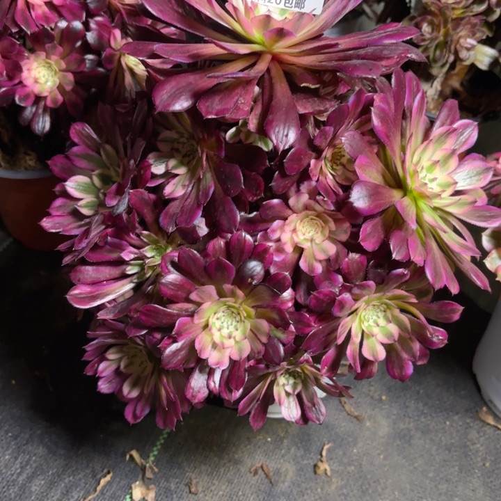 又**漪瑞妈园艺，01.27.433