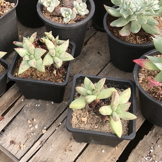 养*人仙女棒仙女棒仙女棒