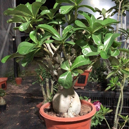 原生金太阳一物一拍