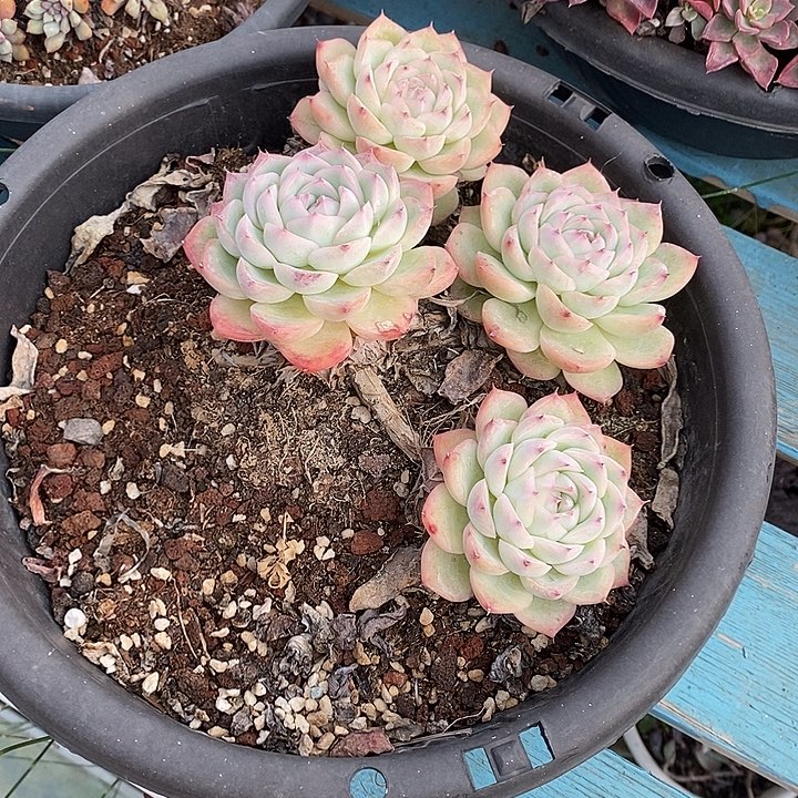 *****四头老桩粉水晶群