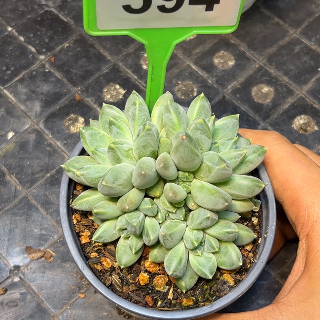 多肉植物奶豆群594