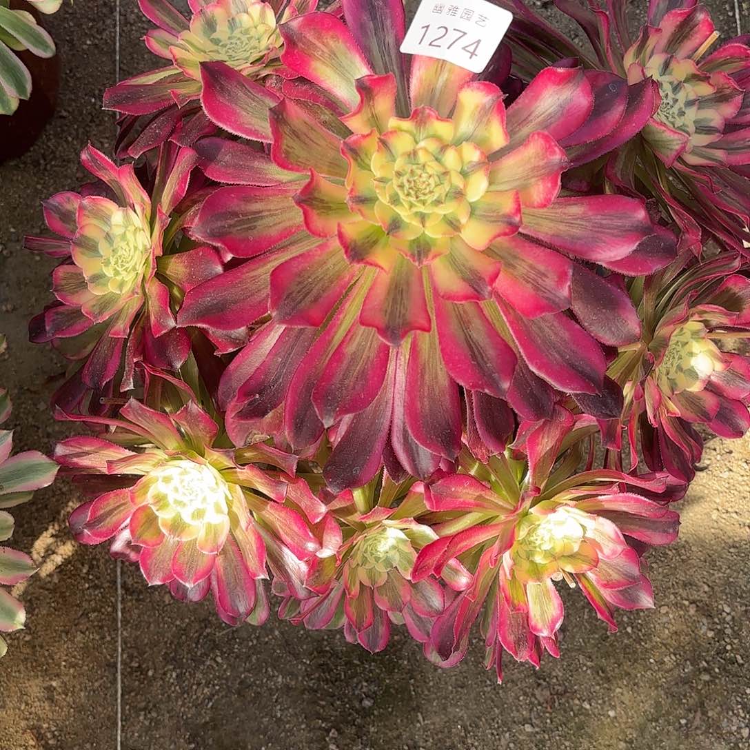 多肉法师波斯1274