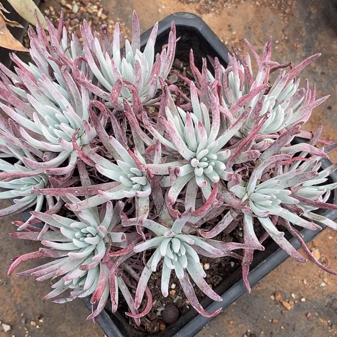 【闪购商品】雪花老庄