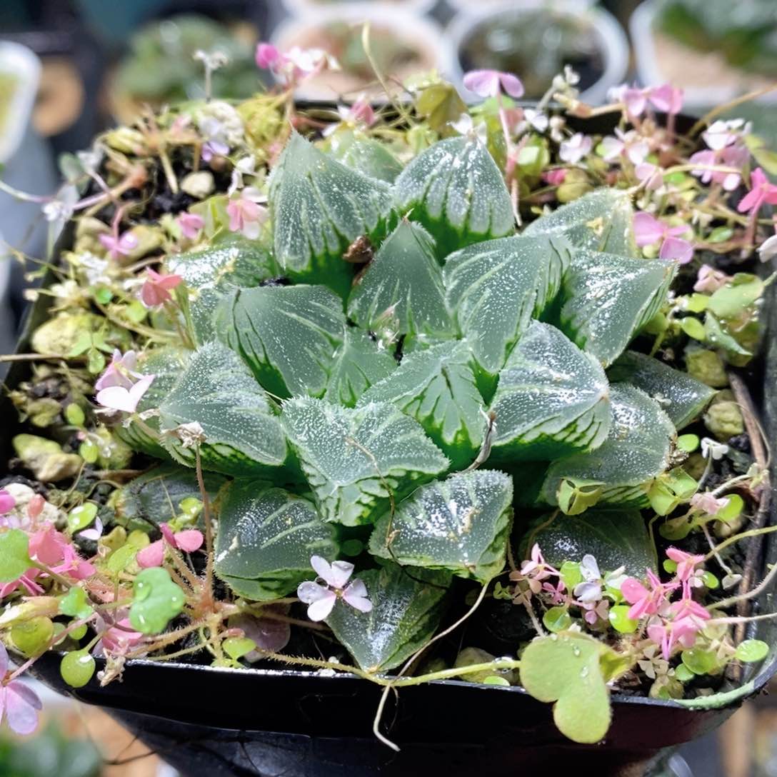 棉花糖雪狸寿玉露多肉